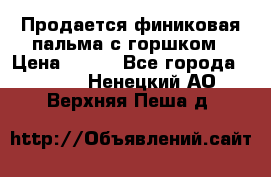 Продается финиковая пальма с горшком › Цена ­ 600 - Все города  »    . Ненецкий АО,Верхняя Пеша д.